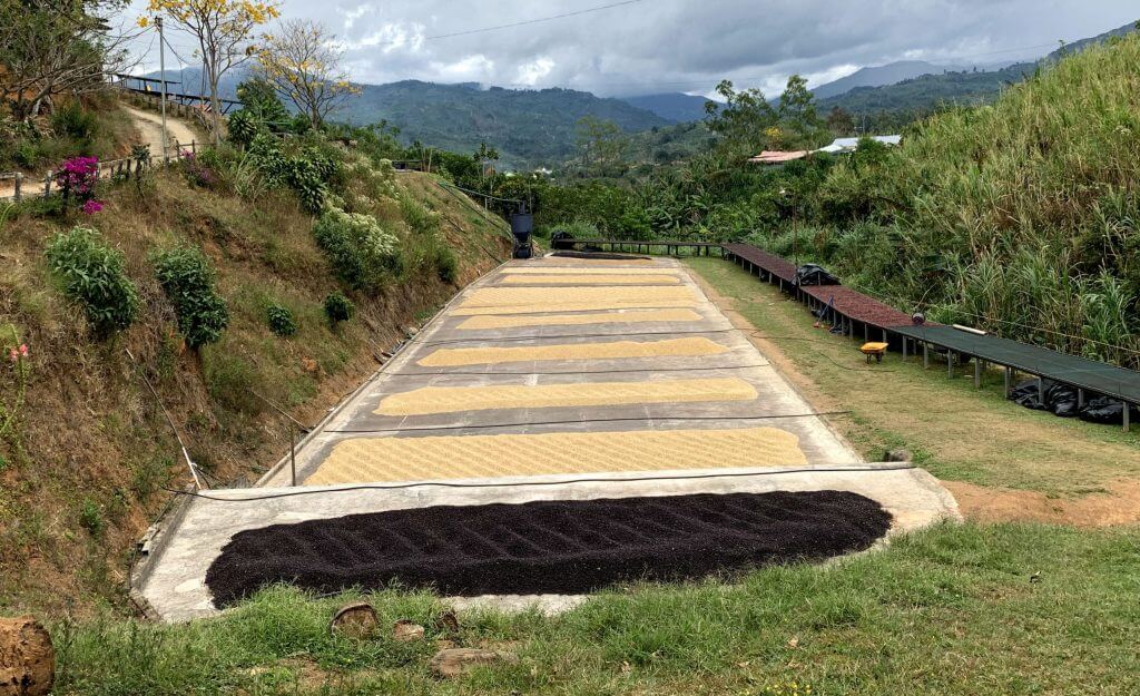 Washed coffee drying on the patio at La Candelilla Estate