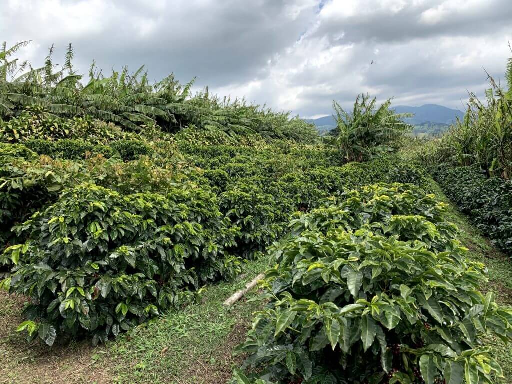 Las Lajas specialty coffee farm Villa Sarchi