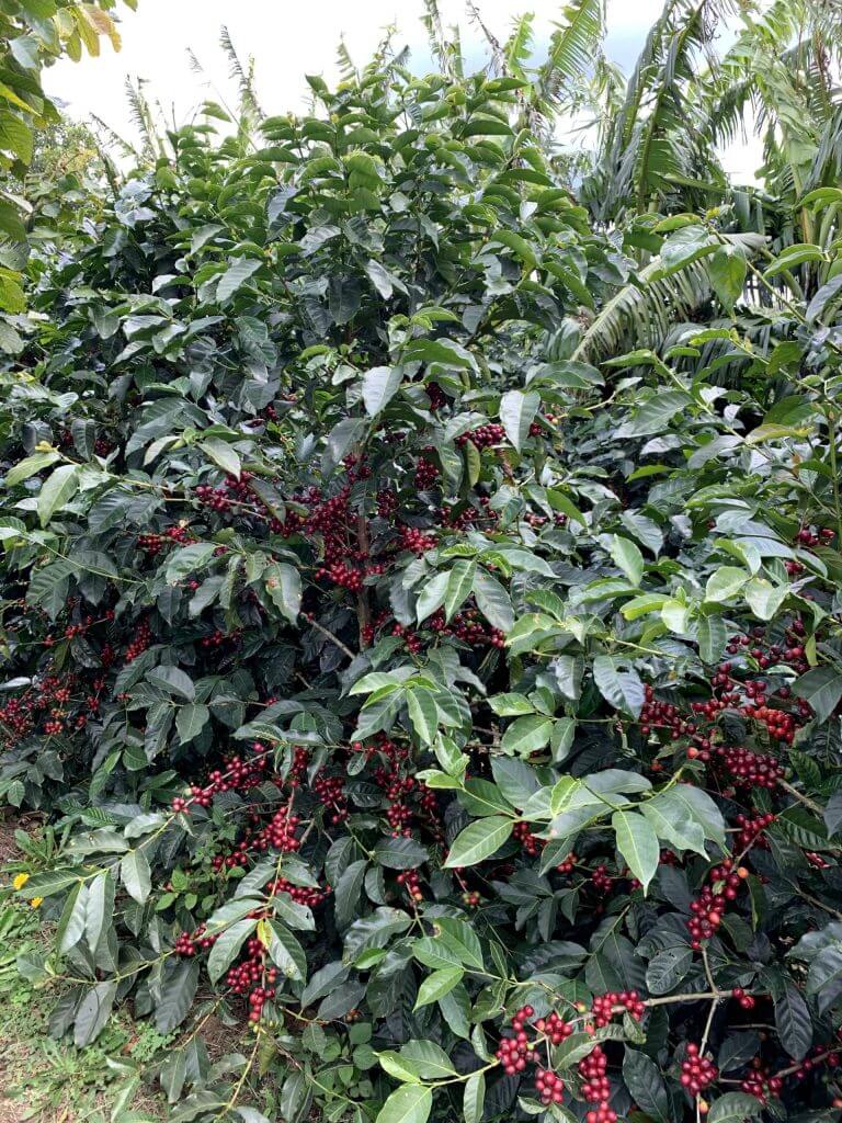 SL28 Coffee Cherries at Las Lajas in Costa Rica