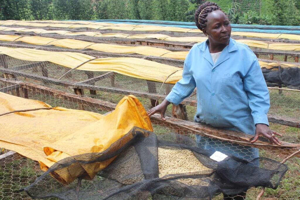 Raised Beds and Processing Station Worker in Kenya