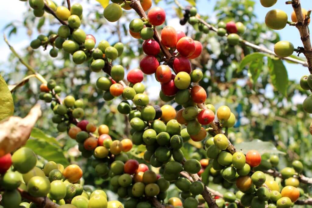 specialty coffee cherries in Kenya