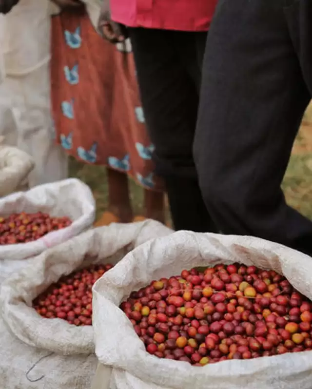 Coming soon from Lyamungo, one of four farms under the umbrella of Africa Plantation Kilimanjaro Estate in Kilamanjaro, Tanzania. The estate is owned by Alejandro Galante, a coffee farmer from Antioquia, Colombia.
 
Link in bio to learn more.