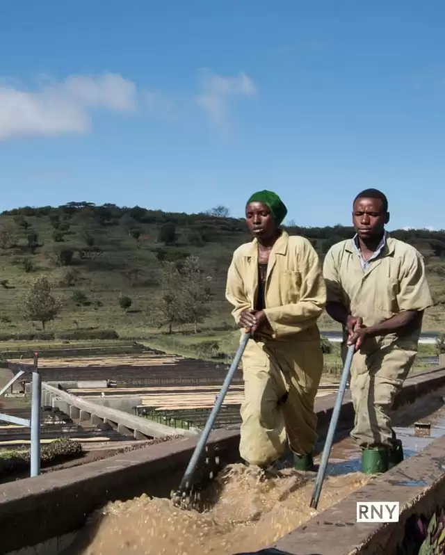 Coming soon from Mondul Coffee Estate in Tanzania is a stellar washed coffee!
 
Mondul Coffee Estate has been growing the highest quality Arabica coffee beans since 1931 using expert knowledge and a hereditary passion for specialty coffee. Link in bio to learn more about Mondul Estate.