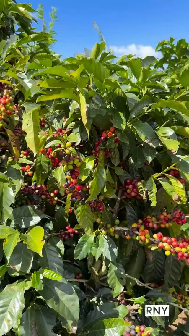 New to the Royal NY Line Up from La Candelilla and Monte Canet is an outstanding anaerobic natural coffee. In the cup this coffee shines with sparkling notes of cherry, honey, strawberry and lime.
 
Don’t miss your chance to get your hands on this limited edition 22 lb box.  Link in bio to shop!